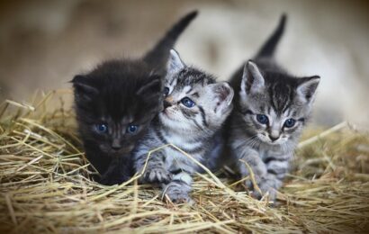 kittensflea
